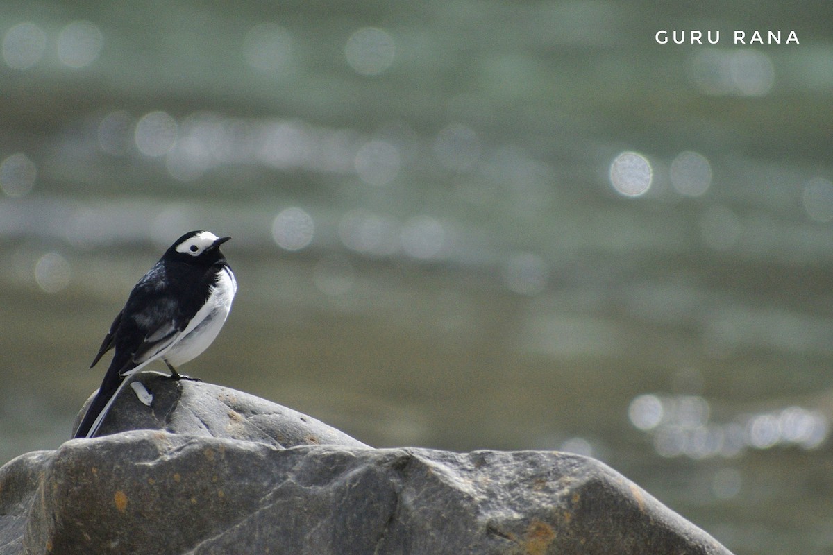 White Wagtail - ML324158411