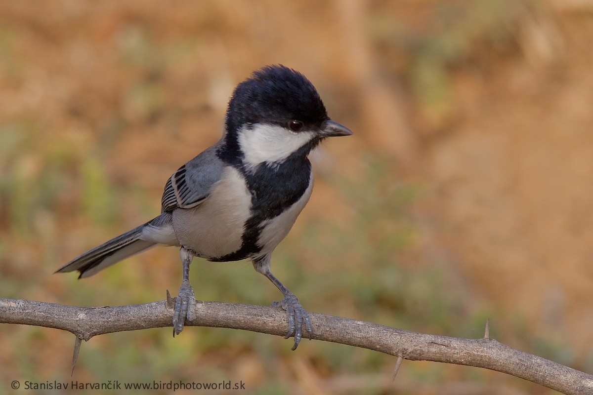 Cinereous Tit - ML324159711