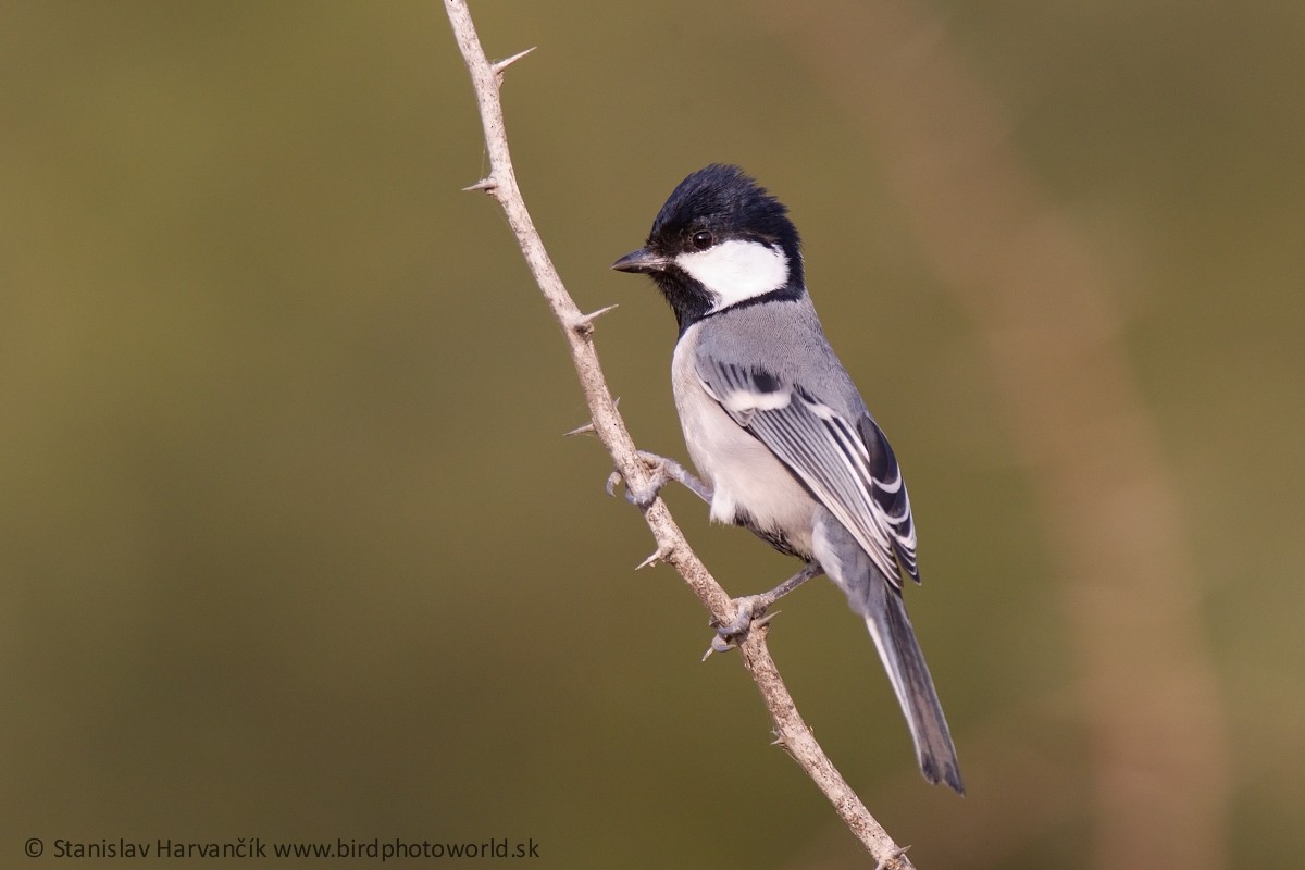 Cinereous Tit - ML324159721