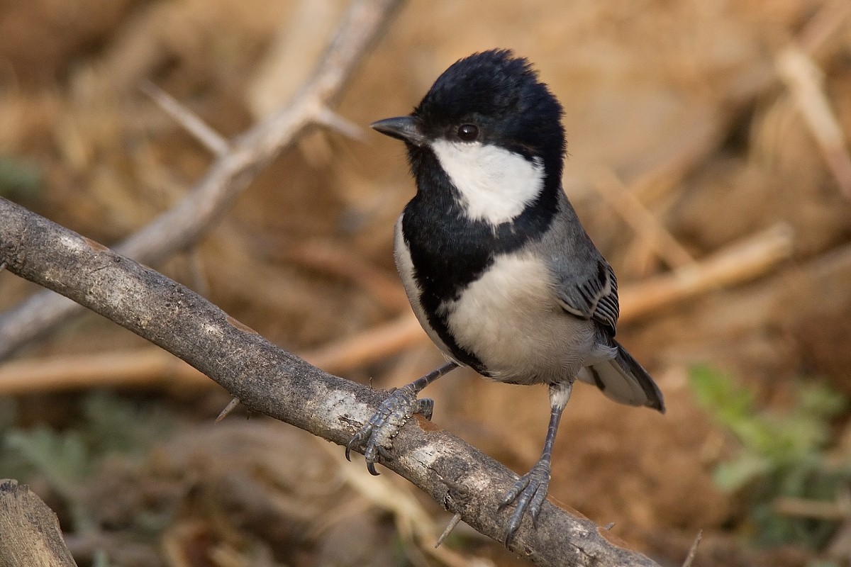 Cinereous Tit - ML324159731