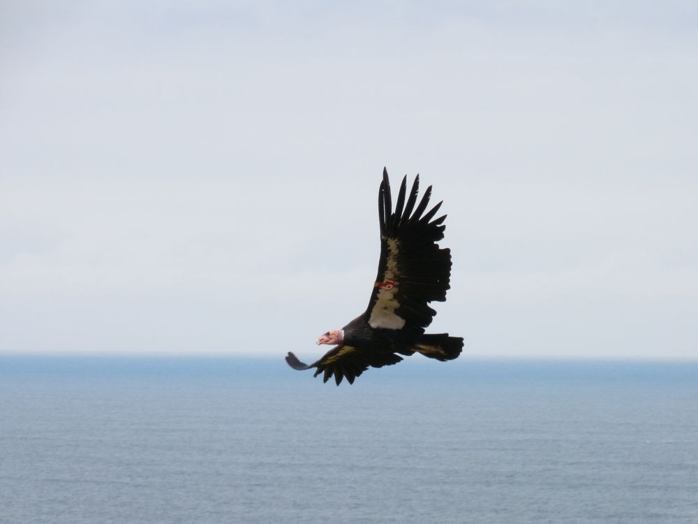 California Condor - ML32416181
