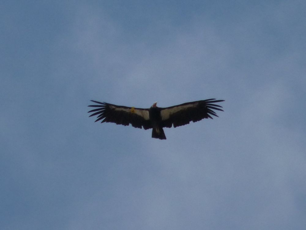 California Condor - ML32416191