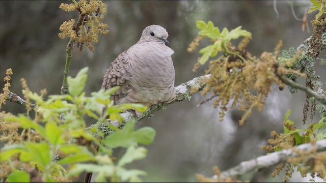 Inca Dove - ML324161931