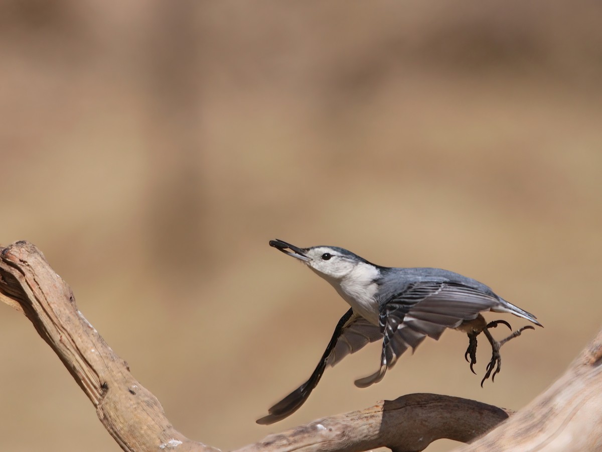 White-breasted Nuthatch - ML324162361