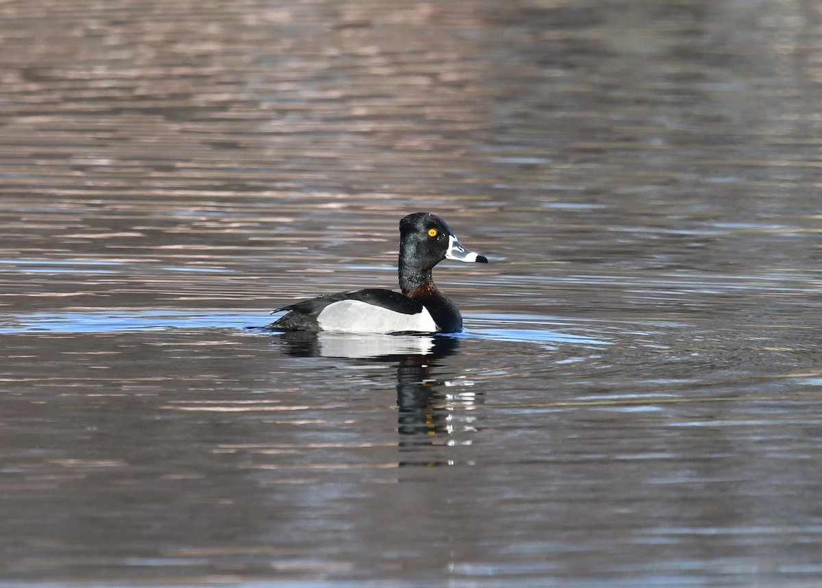 Ring-necked Duck - ML324163021