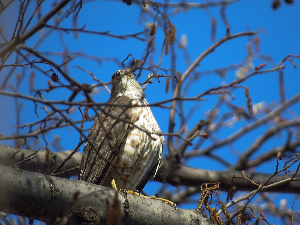 Sharp-shinned Hawk - ML324163161