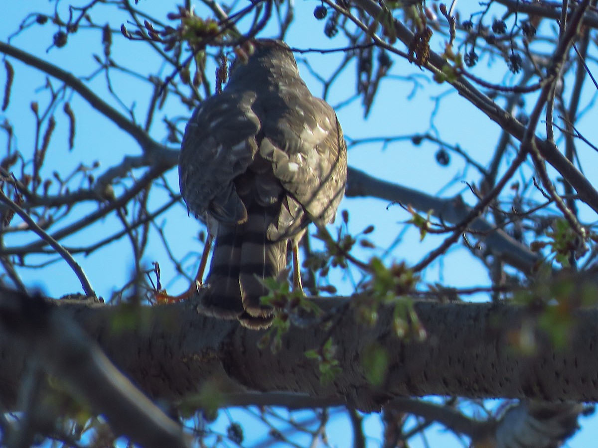 Sharp-shinned Hawk - ML324163171