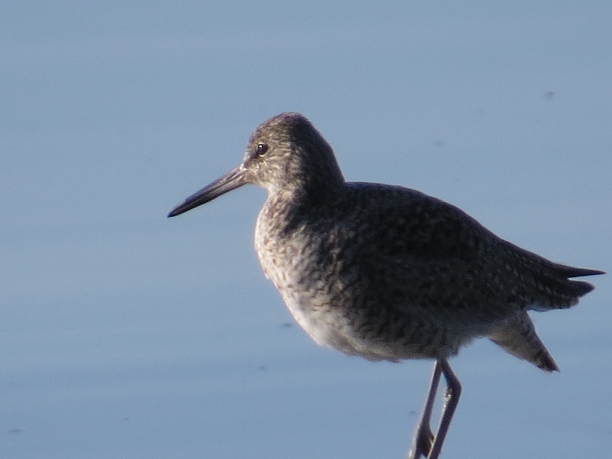 Willet - ML324164541