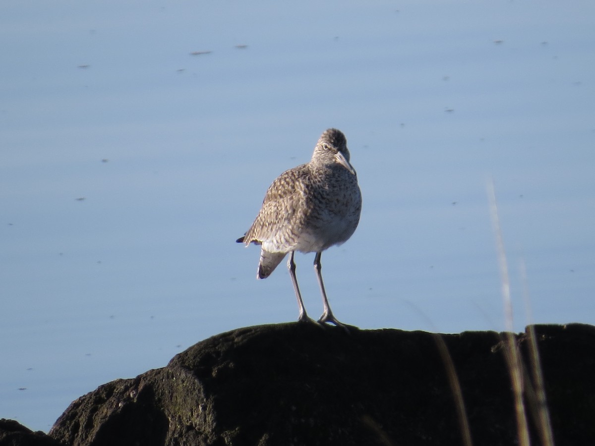 Willet - ML324164671