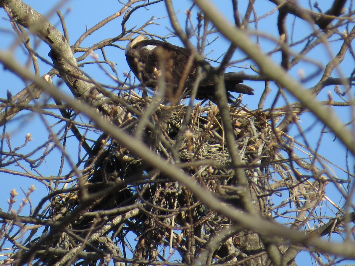 Osprey - ML324164761