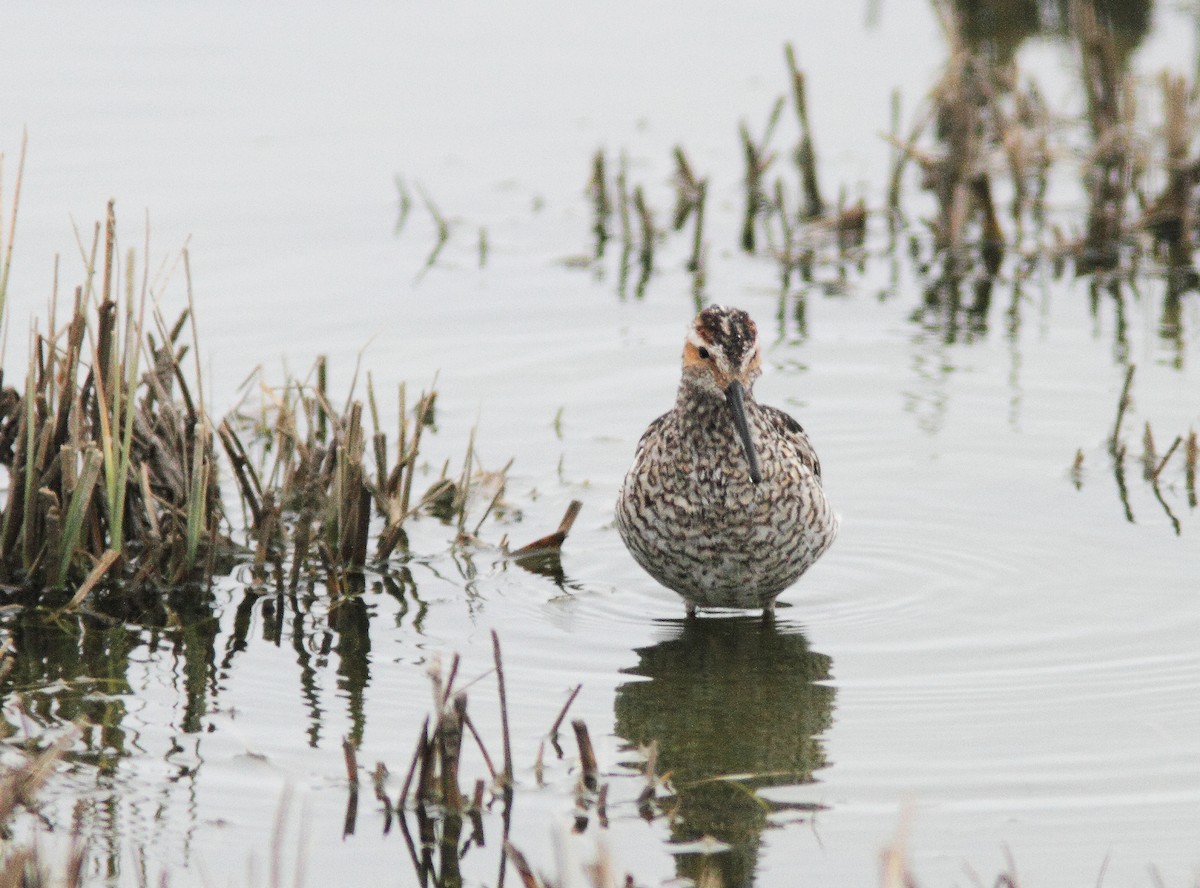 Stilt Sandpiper - ML324166291