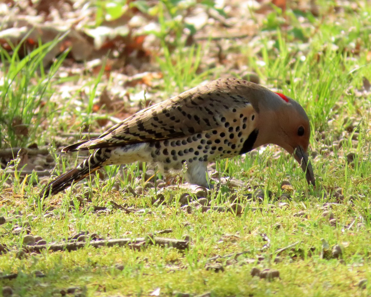 Northern Flicker - ML324167951