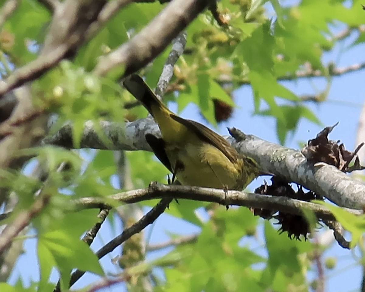 Palm Warbler - ML324167981