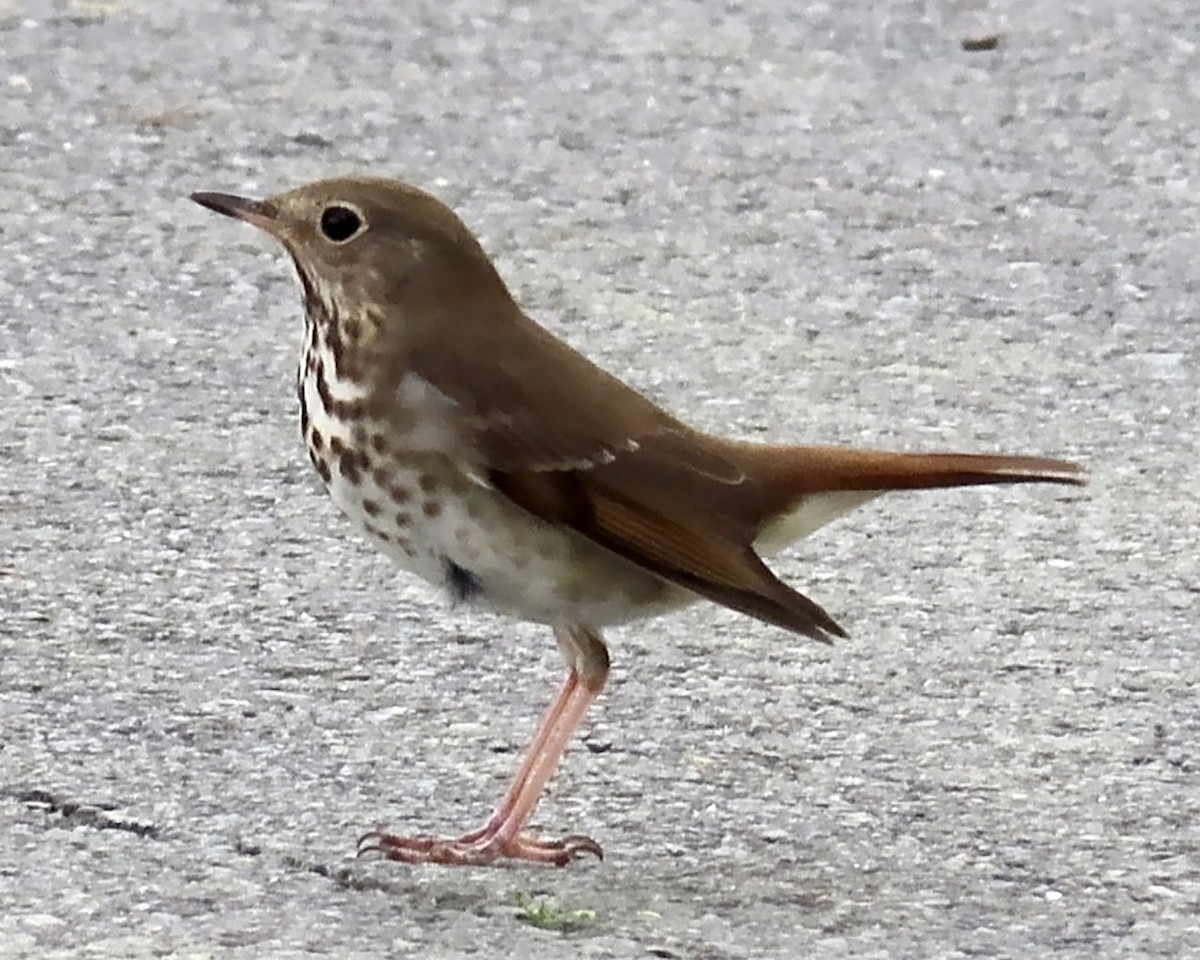 Hermit Thrush - Karen Hogan