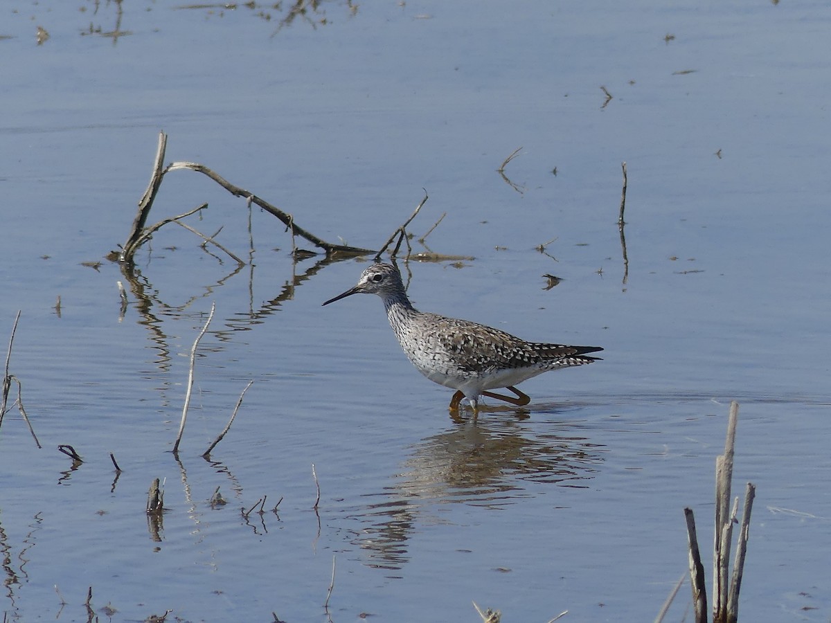 Lesser Yellowlegs - ML324169681