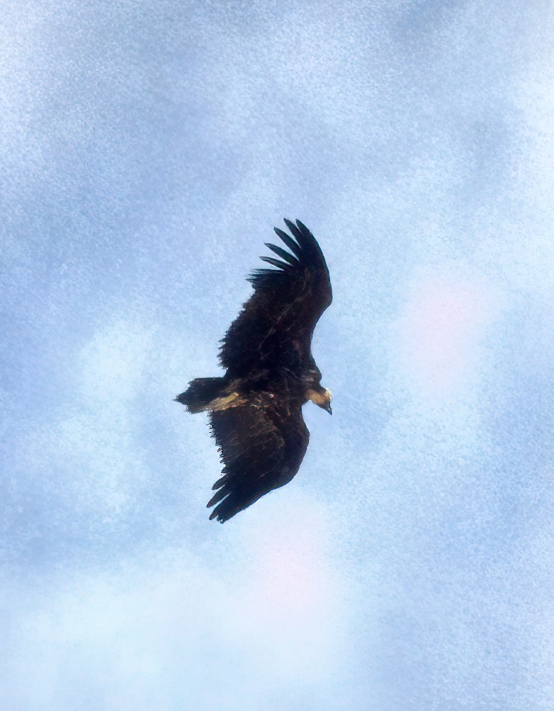 Lappet-faced Vulture - ML324170771