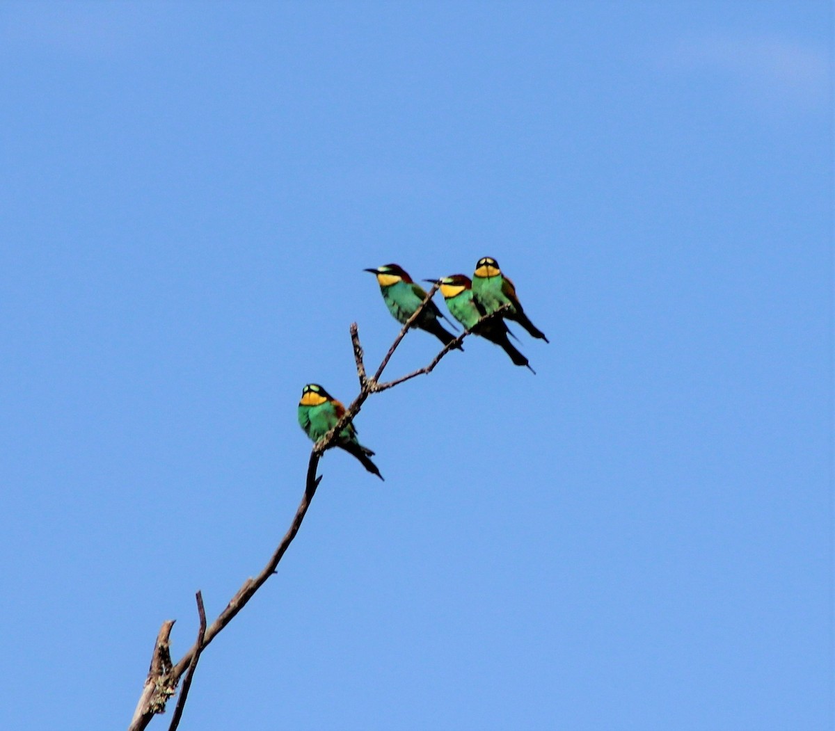 European Bee-eater - ML324171241