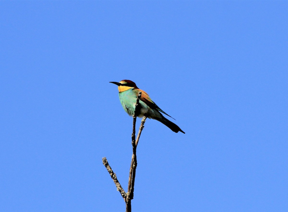European Bee-eater - ML324171251