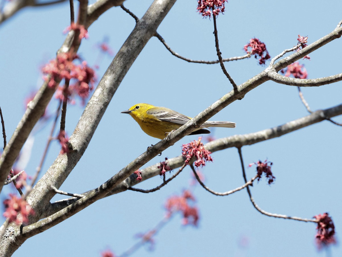 Pine Warbler - ML324171331