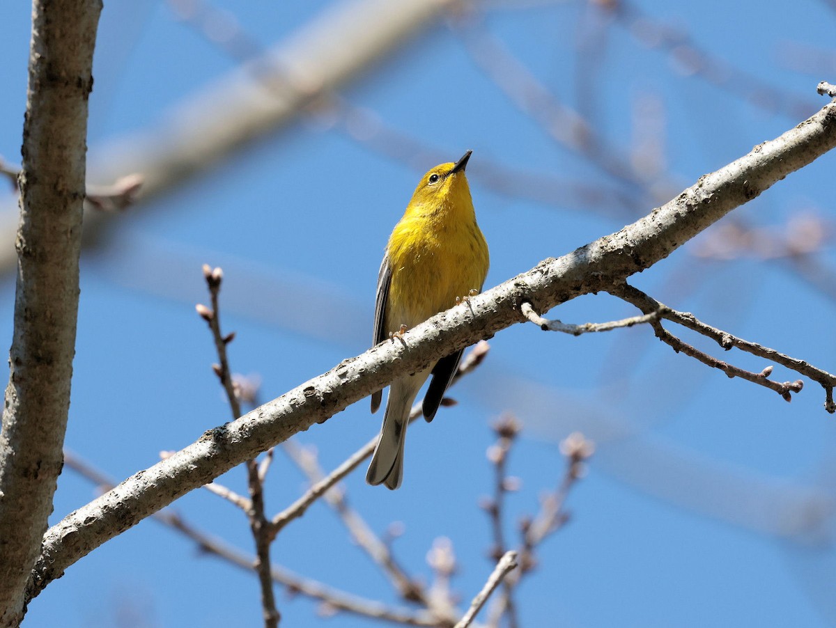 Pine Warbler - ML324171341