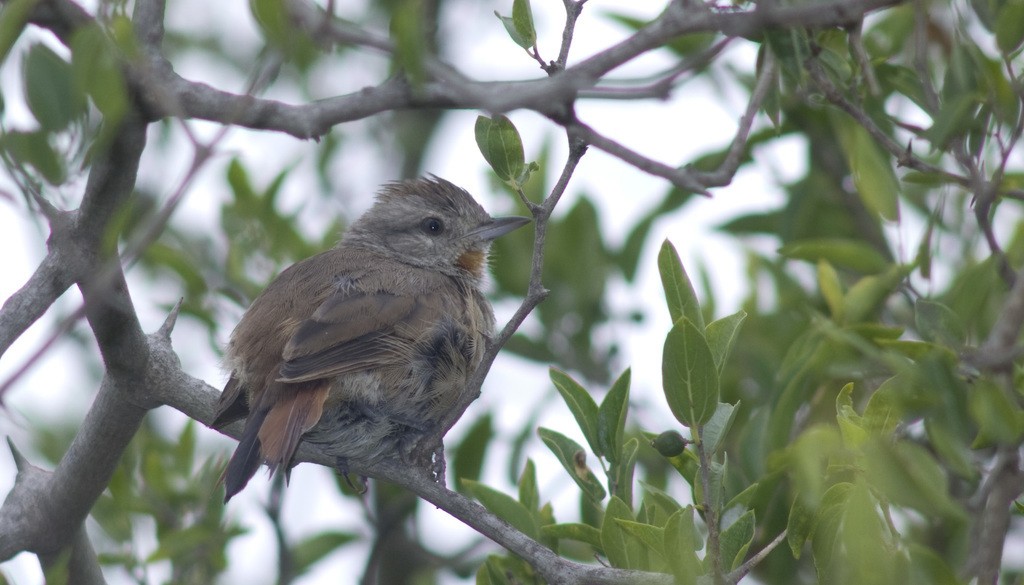 Short-billed Canastero - Nicolas Olejnik