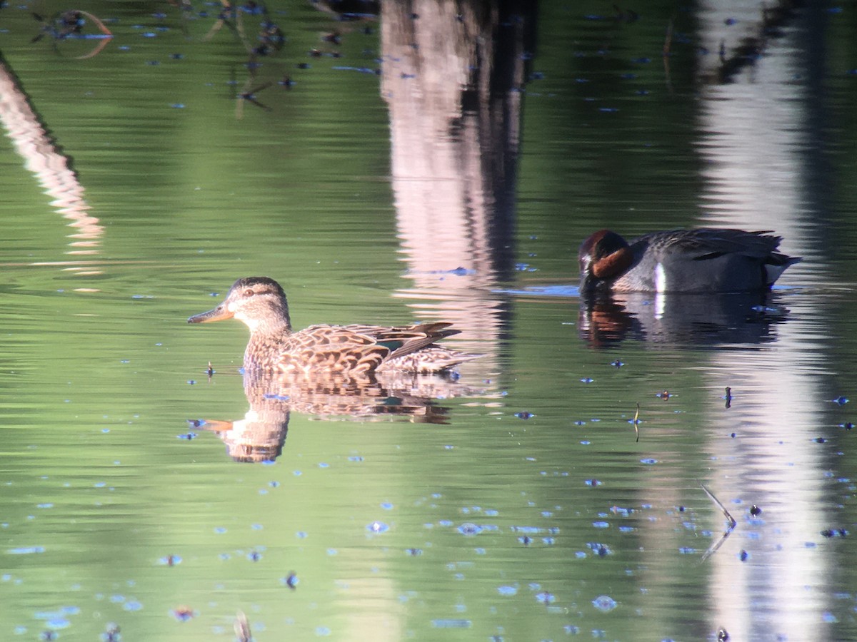 Green-winged Teal (American) - Larry Therrien