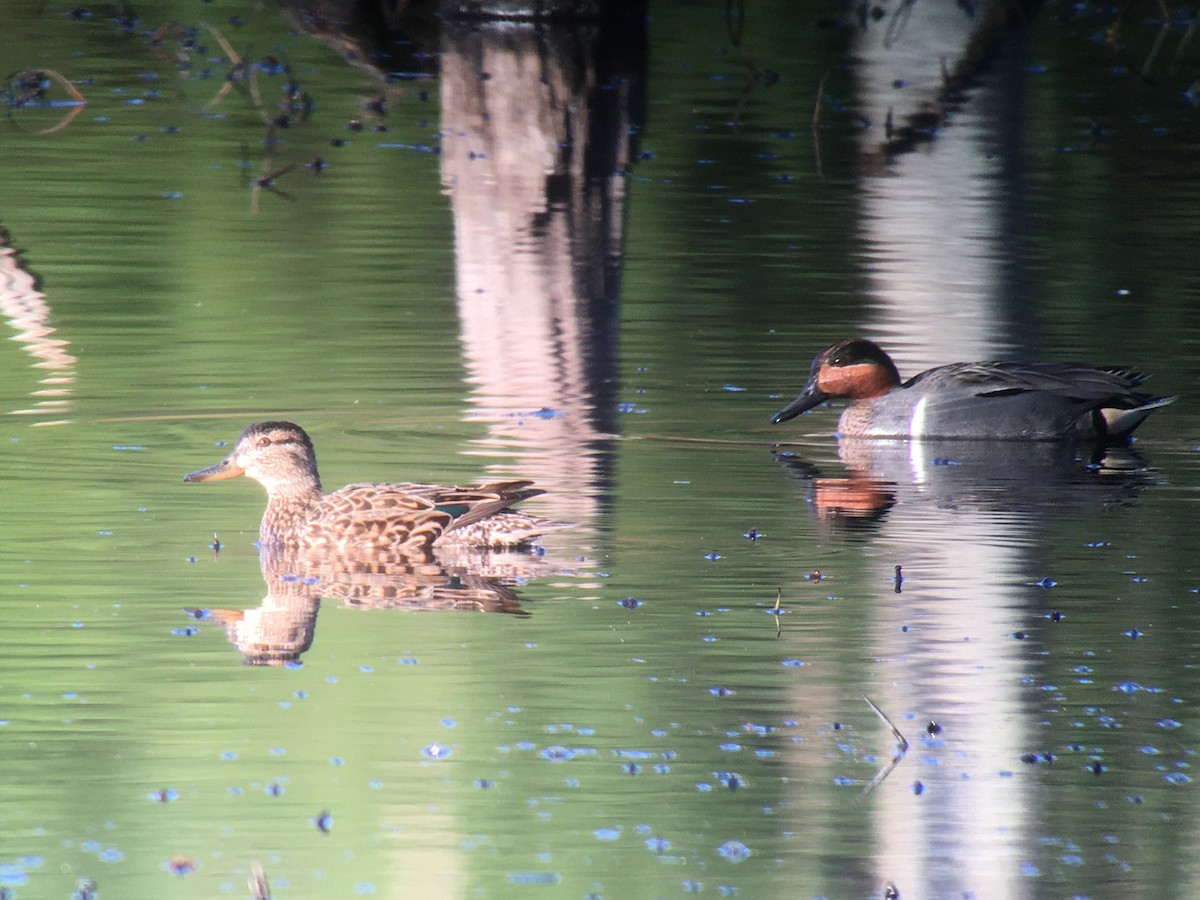 Green-winged Teal (American) - Larry Therrien