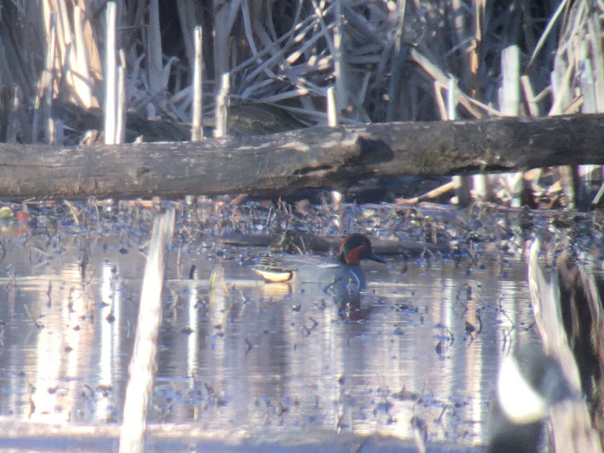 Green-winged Teal (Eurasian x American) - Larry Therrien