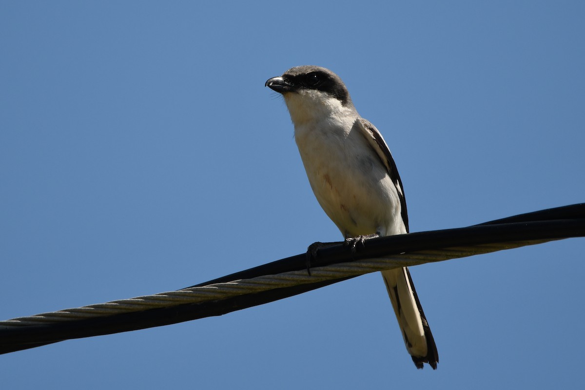 ML324179811 - Loggerhead Shrike - Macaulay Library