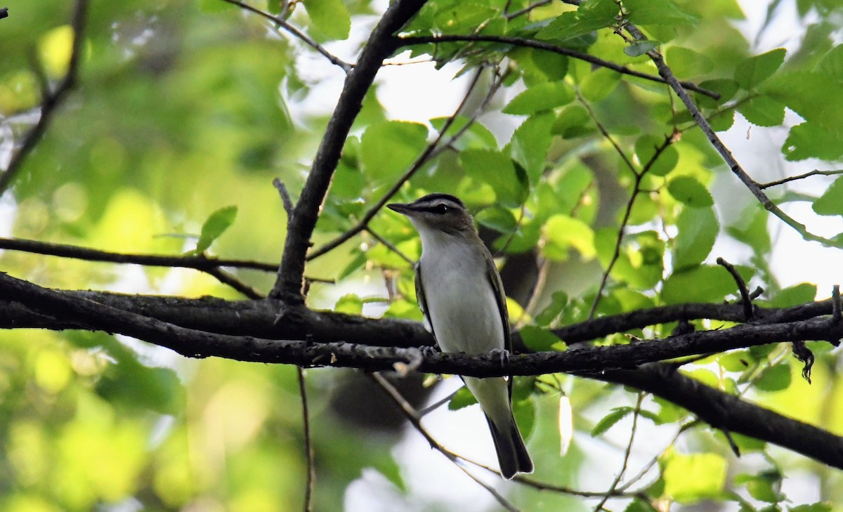 rødøyevireo - ML324180961