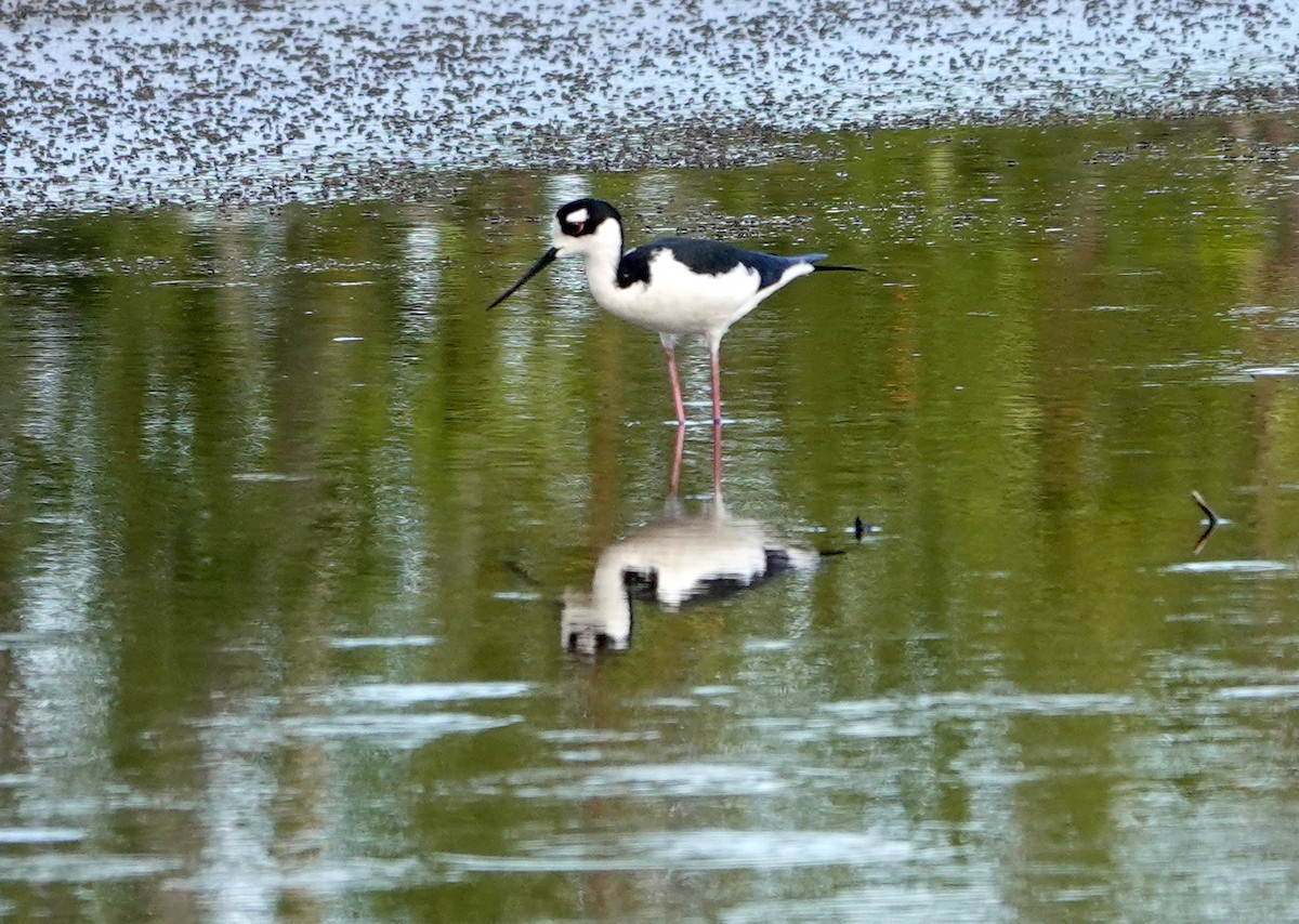 Cigüeñuela Cuellinegra - ML324181431