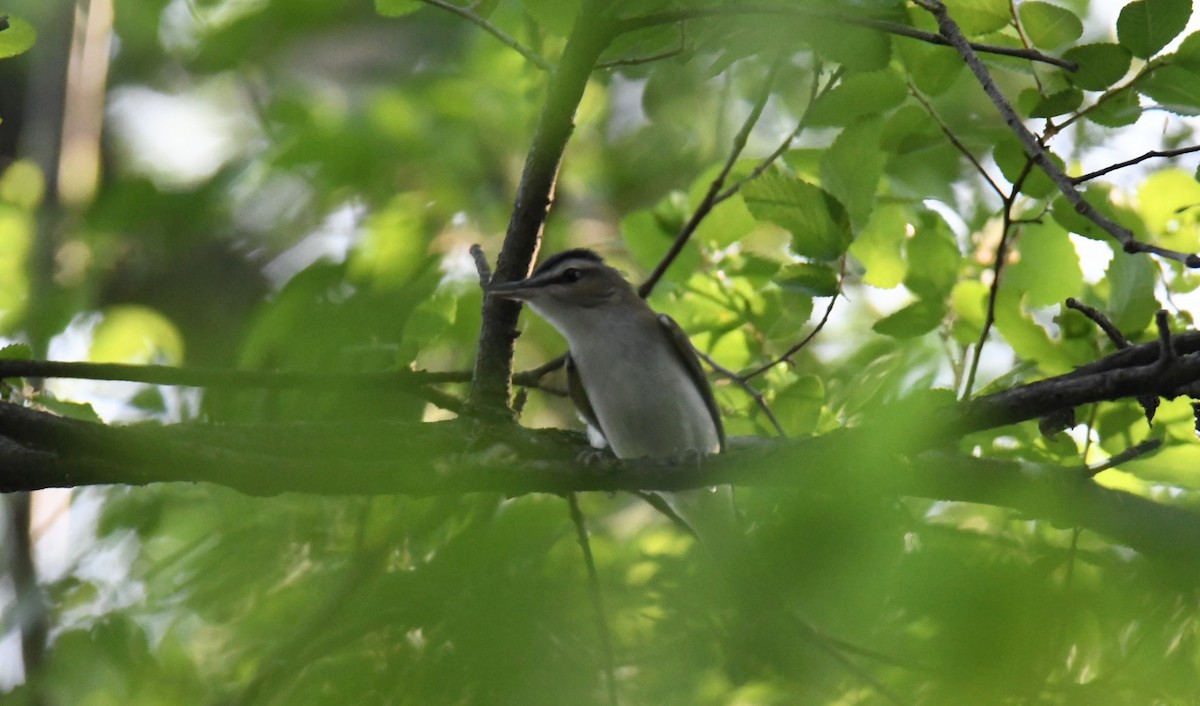 Red-eyed Vireo - ML324181471