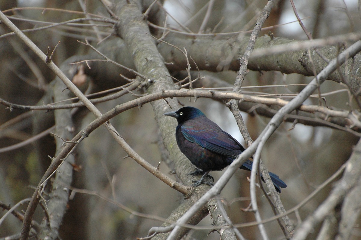 Common Grackle - Alex Tey