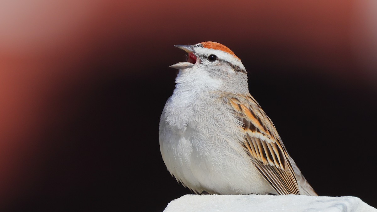 Chipping Sparrow - ML324187131
