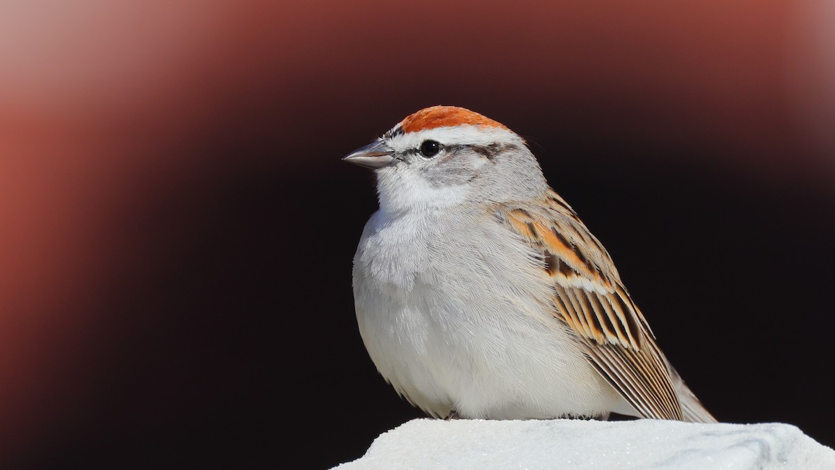 Chipping Sparrow - ML324187201