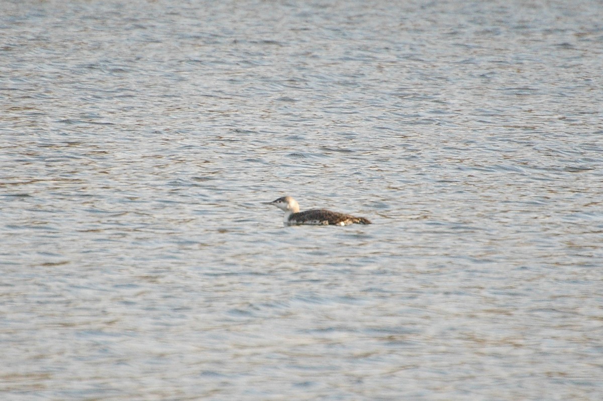 Red-throated Loon - ML324187601