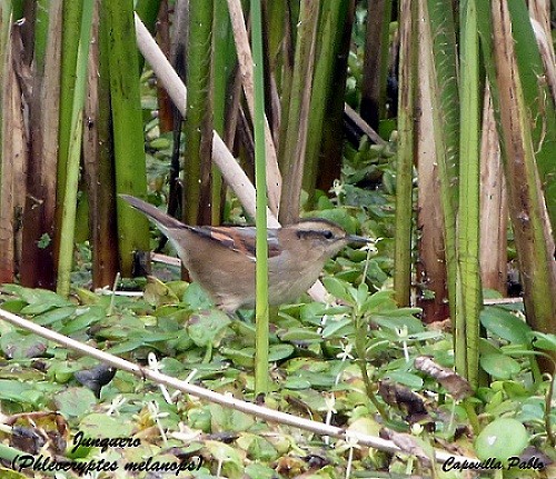 Wren-like Rushbird - Pablo Hernan Capovilla