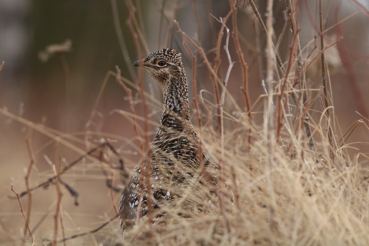 Sharp-tailed Grouse - ML324189801