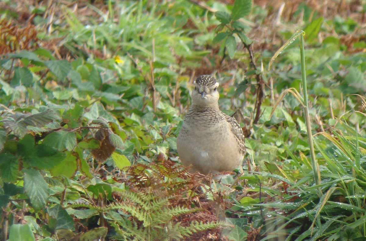 Eurasian Dotterel - ML324195381