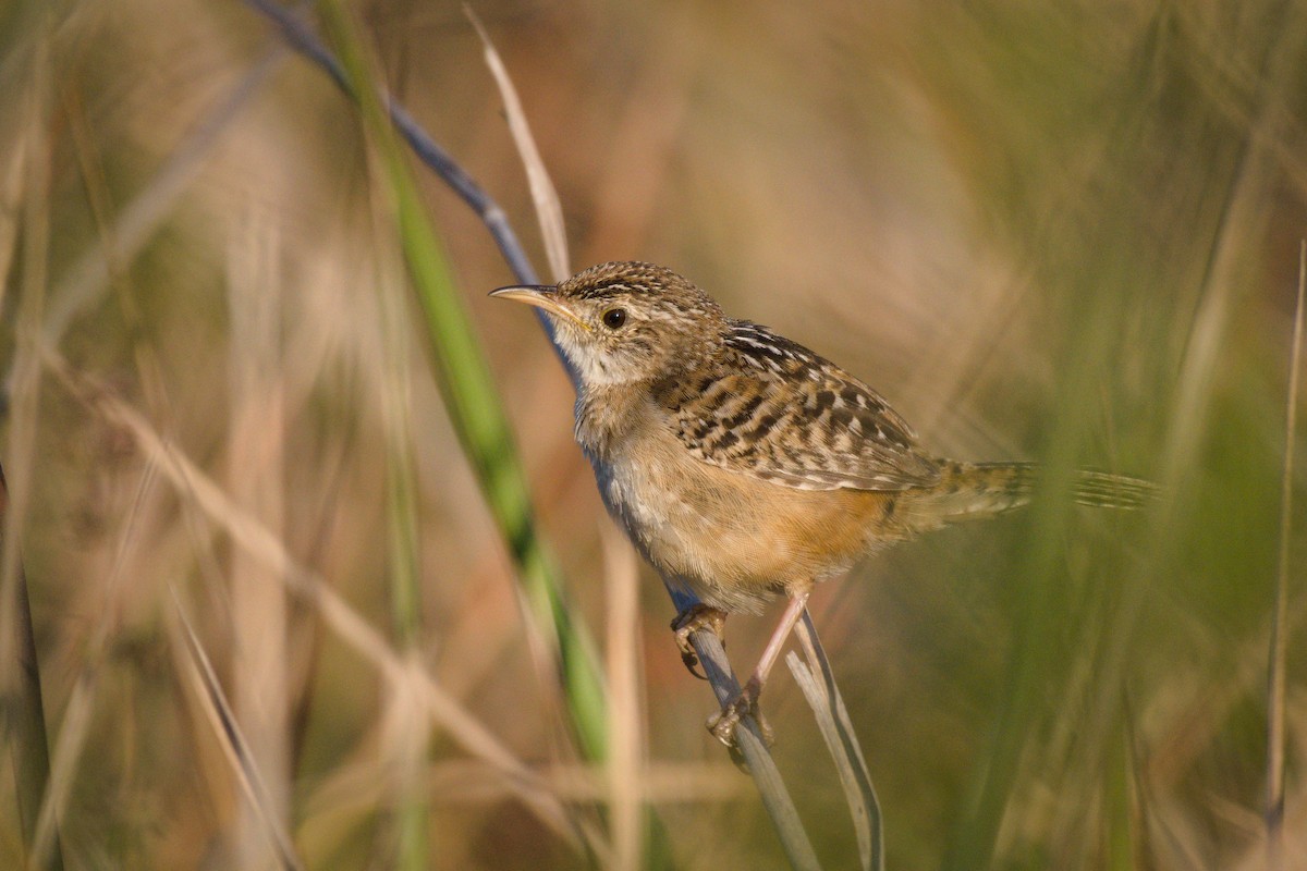 Grass Wren (Northern) - ML324199431