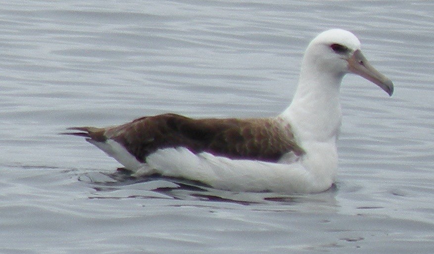 Laysan Albatross - ML32419951