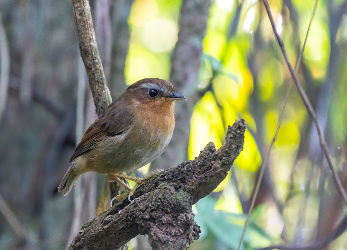 Rufous Gnateater - ML324200431