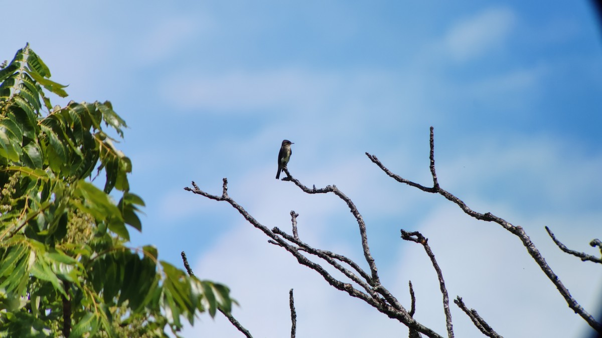 Olive-sided Flycatcher - ML324200571