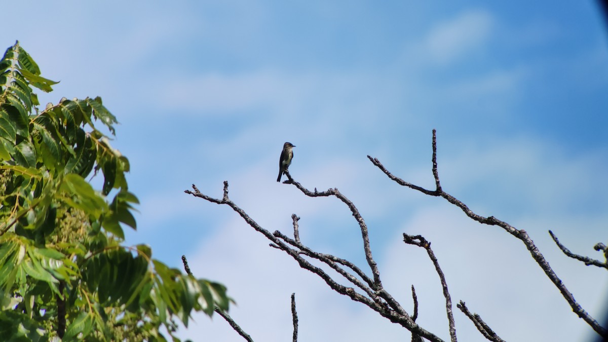 Olive-sided Flycatcher - ML324200651