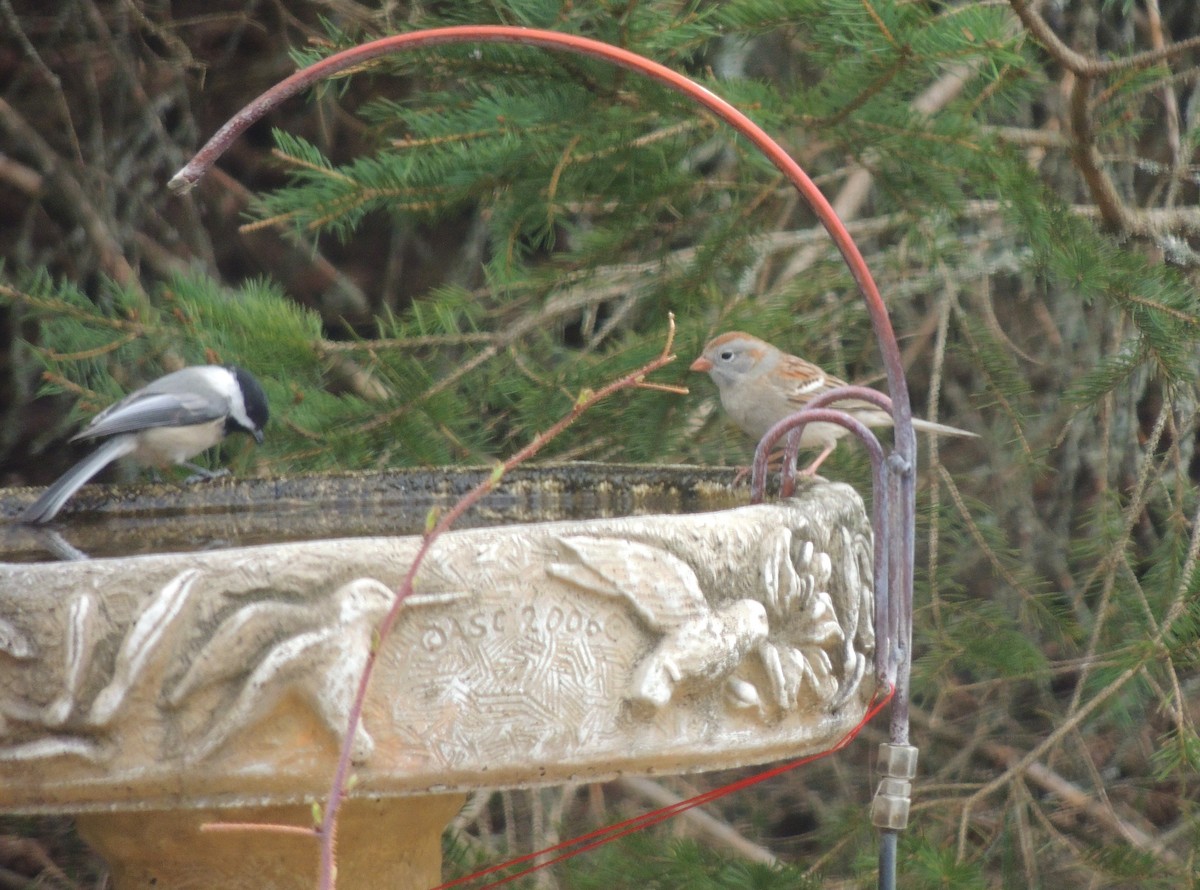 Field Sparrow - ML324201301