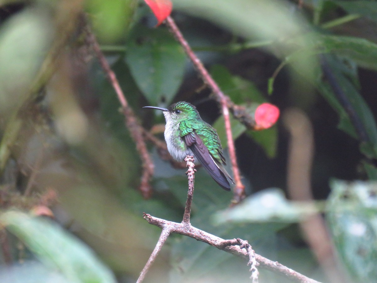 kolibřík zelenopláštíkový - ML32420241