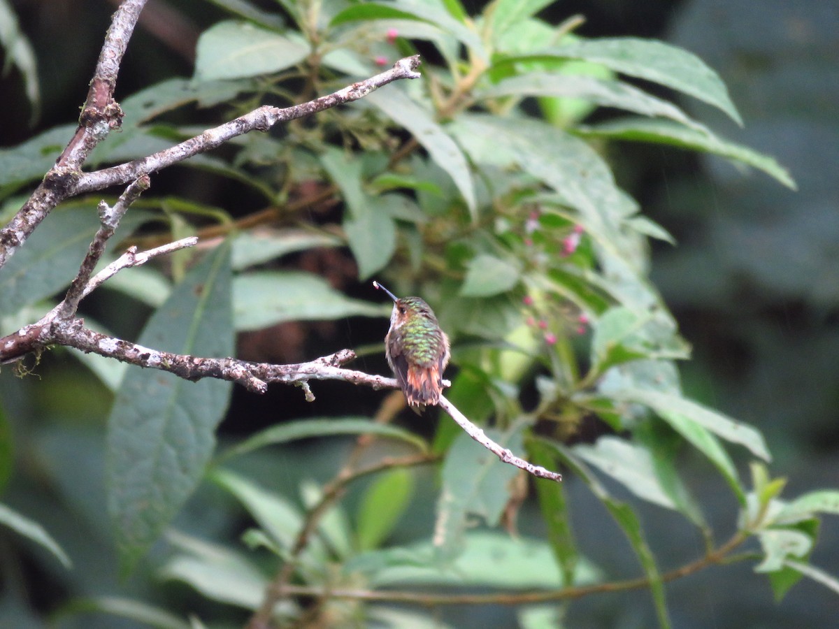 Scintillant Hummingbird - Jenn Sinasac