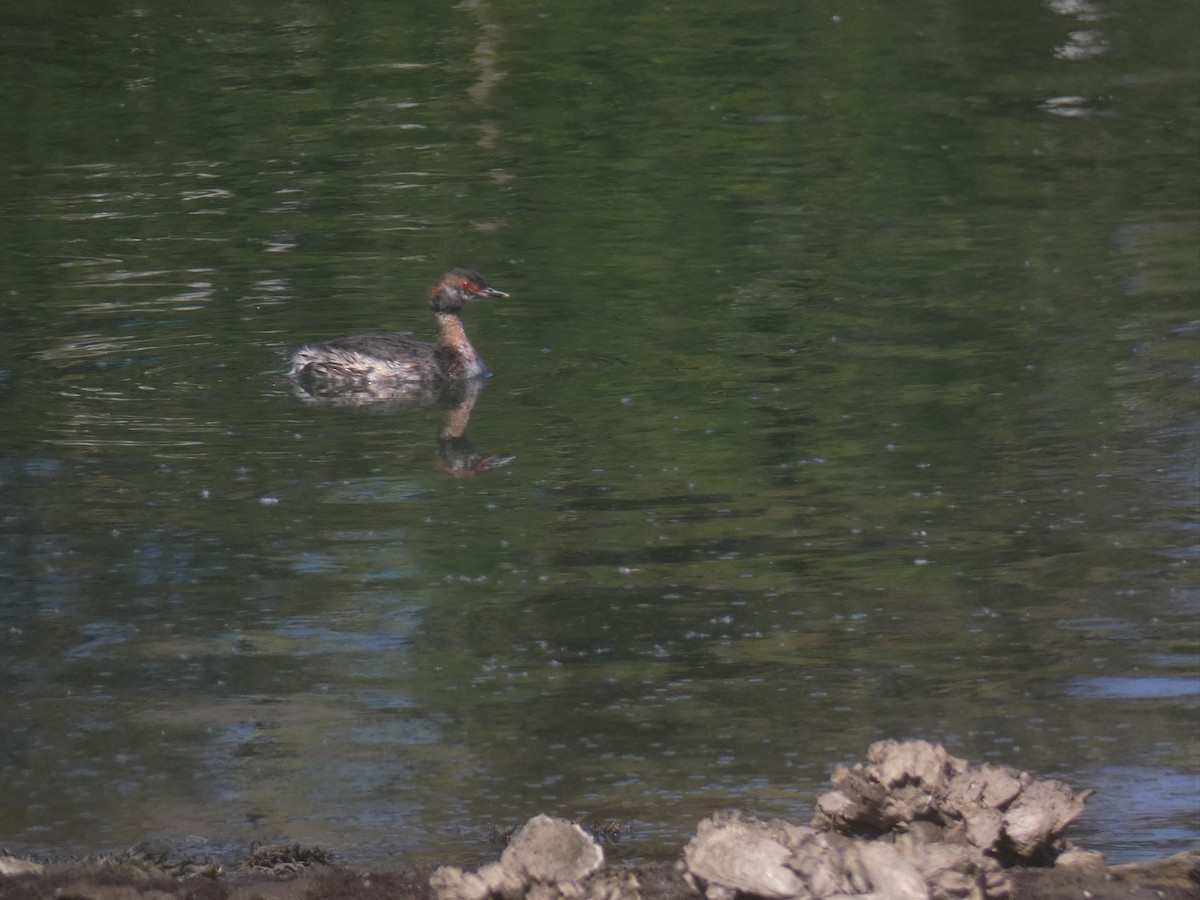 Horned Grebe - ML324203631