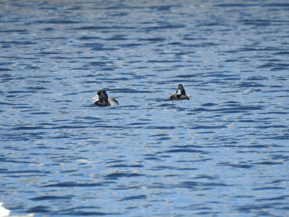 Lesser Scaup - Vincent Glasser