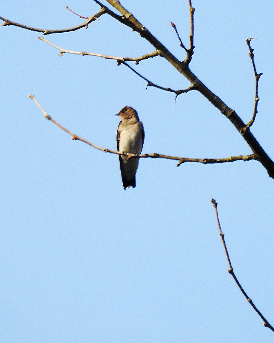 Northern Rough-winged Swallow - Karen Zeleznik